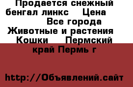 Продается снежный бенгал(линкс) › Цена ­ 25 000 - Все города Животные и растения » Кошки   . Пермский край,Пермь г.
